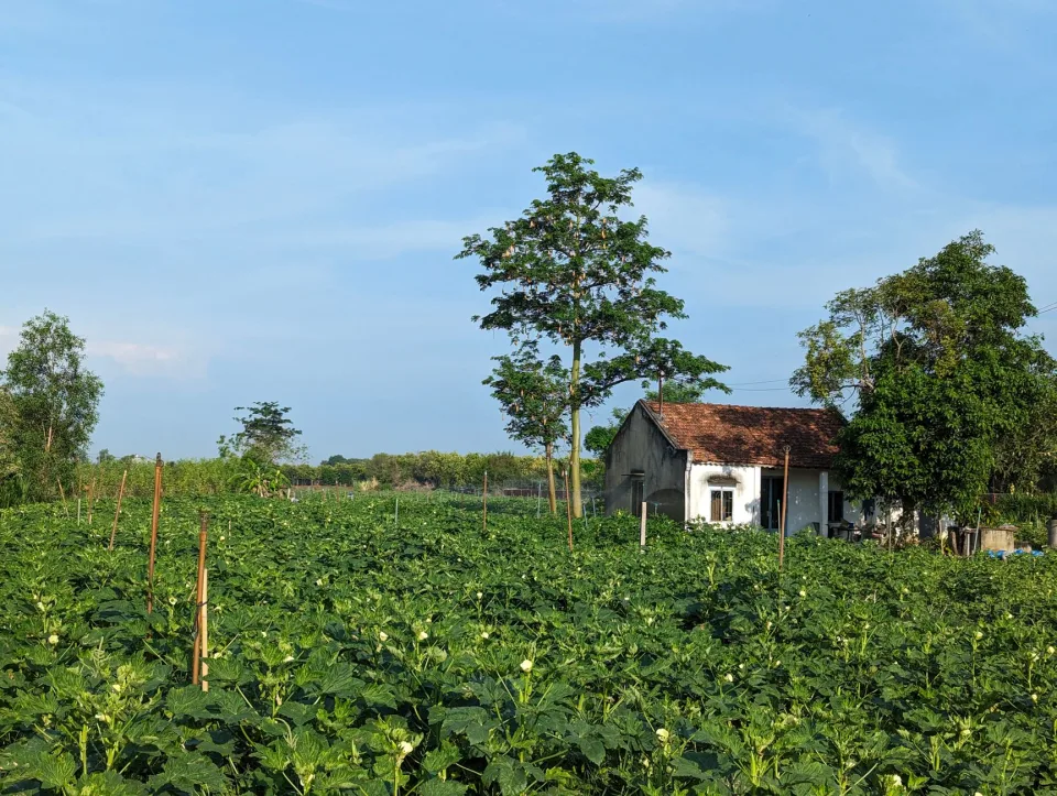 Vườn rau của K.yoo Farm